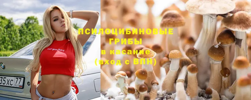 где купить   Камень-на-Оби  Галлюциногенные грибы Cubensis 